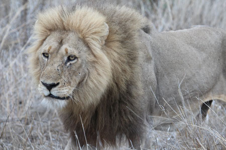 Male Lion